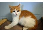 Adopt YEAGER a Domestic Short Hair