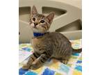 Adopt COYOTE a Domestic Short Hair