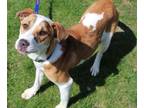 Adopt Daphne a Jack Russell Terrier, Beagle