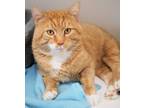 Adopt Rooster A Domestic Short Hair