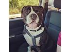 Adopt ROLLIE a Staffordshire Bull Terrier