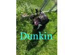 Adopt Dunkin a Pit Bull Terrier, Mixed Breed