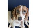 Adopt Elvis - Fostered in Omaha a Beagle