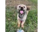 Adopt Uncle Ernie a Yorkshire Terrier