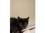 Adopt Jackie - Mobile Adoption Unit A Domestic Short Hair