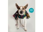 Adopt HELEN (Geriatric Jack Russell mix) a Jack Russell Terrier