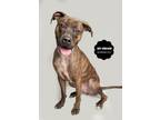 Adopt ROY a Boxer, Pit Bull Terrier