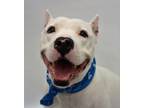 Adopt Yao a Pit Bull Terrier, Mixed Breed