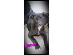 Adopt Renee a Black Labrador Retriever, Australian Cattle Dog / Blue Heeler