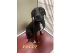 Adopt Dolly 119901 a Labrador Retriever, Mixed Breed