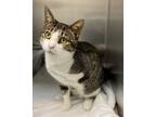 Adopt Limp Biscuits a Domestic Short Hair