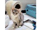 Adopt Ramsey - Working Cat A Domestic Short Hair
