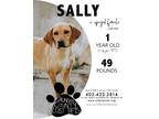 Adopt Sally a Labrador Retriever, Pointer