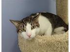 Clyde Is A 1yearold 12pound Domestic Shorthair Cat He Was Neutered By Our Medical Team He Came Into The Shelter As Stray With Another Cat He Is Shy At