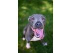Adopt Jerome a Pit Bull Terrier, Mixed Breed