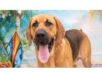 Adopt Gomer 50525128 a Bloodhound, Shepherd