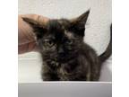 Adopt Millicent a Domestic Short Hair