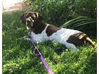Adopt Libby a German Shorthaired Pointer