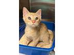 Adopt Jericho (e lakeview) a Domestic Short Hair