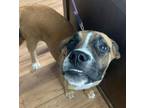 Adopt Lucy a Boxer, Mixed Breed