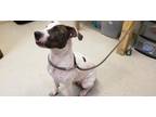 Adopt Ginger A Pit Bull Terrier