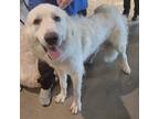 Adopt JOEY a Great Pyrenees