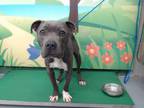 Adopt MAIA a Pit Bull Terrier, Mixed Breed