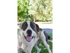 Adopt Gregorie a American Staffordshire Terrier, Great Pyrenees