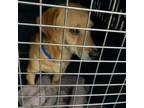 Adopt Gordo - Claremont Location a Beagle, Dachshund