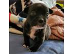 Adopt Bella Magenta a Shih Tzu, West Highland White Terrier / Westie