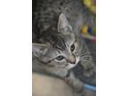 Adopt Ike (BSM-Fostered In TN) A Tabby, Domestic Short Hair
