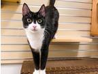 Adopt Hannah (Mom of Stratosphere Litter) a Domestic Short Hair