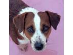 Adopt Bailey + Nyla a Corgi, Jack Russell Terrier