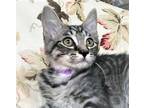 Adopt SCULLY - Gorgeous, Sweet, Smart, Soft, Cuddly, Active, 12-Week-Old