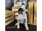Adopt Cossette a Cattle Dog, Border Collie