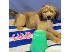 Adopt Sand a Border Terrier
