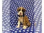 Boxer PUPPY FOR SALE ADN-418976 - Adorable AKC Boxer Puppy