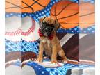Boxer PUPPY FOR SALE ADN-418978 - Adorable AKC Boxer Puppy