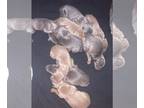 Doberman Pinscher PUPPY FOR SALE ADN-418932 - Doberman Pincher Puppies