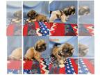 Shih Tzu PUPPY FOR SALE ADN-418599 - Beautiful Shih Tzu puppy ready for your