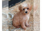 Poodle (Toy) PUPPY FOR SALE ADN-418574 - Toy poodle puppy