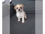 Tzu Mix PUPPY FOR SALE ADN-418844 - Adorable Litter Of 3