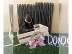 Dachshund PUPPY FOR SALE ADN-418529 - Mini dachshund female