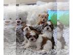Shih Tzu PUPPY FOR SALE ADN-418385 - Beautiful Imperial ShihTzu Puppies