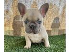 French Bulldog PUPPY FOR SALE ADN-418445 - Lilac French Bulldog