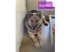 Adopt Sophia a German Shepherd Dog