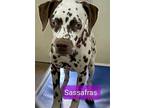 Adopt Sassafras a Dalmatian, Mixed Breed
