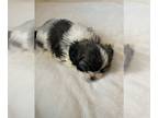Mutt PUPPY FOR SALE ADN-418463 - Shihtzu puppies