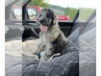 Aussiedoodle PUPPY FOR SALE ADN-418546 - Merle