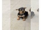 Yorkshire Terrier PUPPY FOR SALE ADN-418839 - Yorkie Puppy